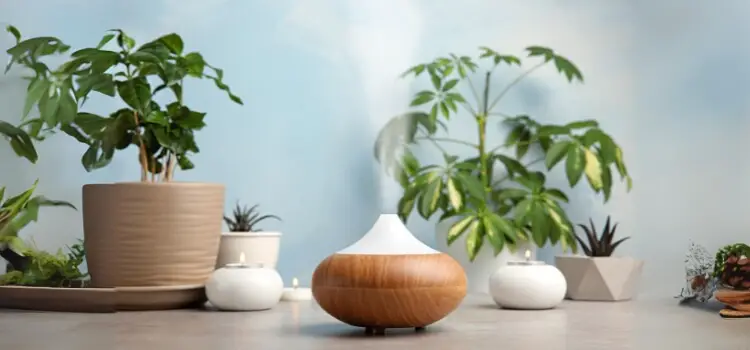 How Often Should You Use a Humidifier for Your Plants?