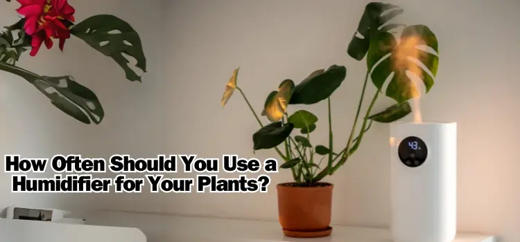 How Often Should You Use a Humidifier for Your Plants
