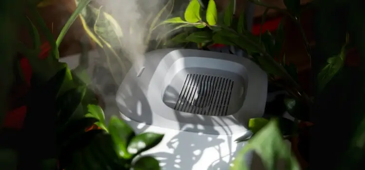 How Often Should You Use a Humidifier for Your Plants